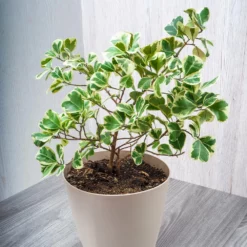 Fast Growing Trees Air Purifying House Plants Variegated Ficus Triangularis