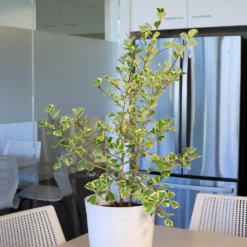 Fast Growing Trees Air Purifying House Plants Variegated Ficus Triangularis