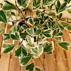 Fast Growing Trees Air Purifying House Plants Variegated Ficus Triangularis