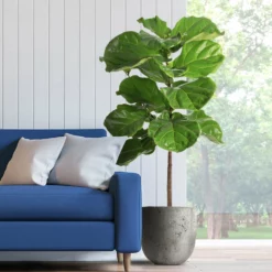 Fast Growing Trees Fiddle-Leaf Fig Tree