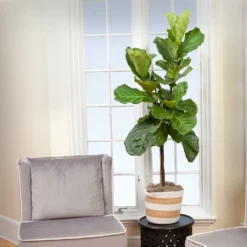 Fast Growing Trees Fiddle-Leaf Fig Tree