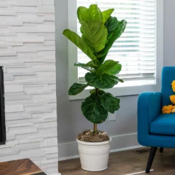 Fast Growing Trees Fiddle-Leaf Fig Tree
