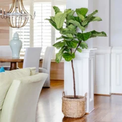 Fast Growing Trees Fiddle-Leaf Fig Tree
