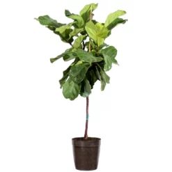 Fast Growing Trees Fiddle-Leaf Fig Tree
