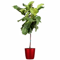Fast Growing Trees Fiddle-Leaf Fig Tree