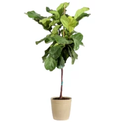 Fast Growing Trees Fiddle-Leaf Fig Tree