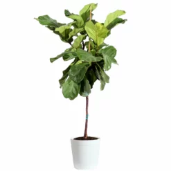 Fast Growing Trees Fiddle-Leaf Fig Tree