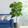 Fast Growing Trees Fiddle-Leaf Fig Tree