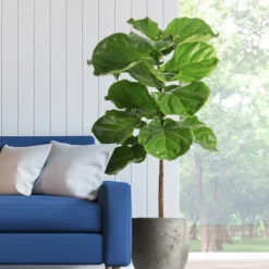 Fast Growing Trees Fiddle-Leaf Fig Tree