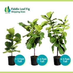 Fast Growing Trees Fiddle-Leaf Fig Tree