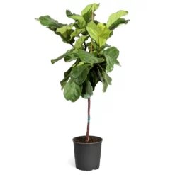 Fast Growing Trees Fiddle-Leaf Fig Tree