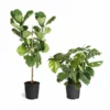 Fast Growing Trees Monstera Deliciosa And Fiddle Leaf Fig Combo