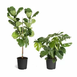 Fast Growing Trees Monstera Deliciosa And Fiddle Leaf Fig Combo