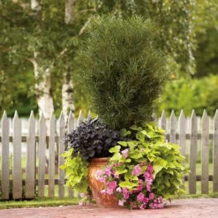 Fast Growing Trees Fine Line® Buckthorn Shrub