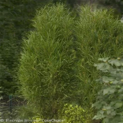 Fast Growing Trees Fine Line® Buckthorn Shrub