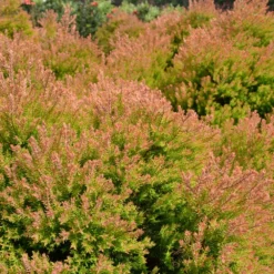 Fast Growing Trees Fire Chief™ Thuja Shrub