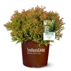 Fast Growing Trees Fire Chief™ Thuja Shrub