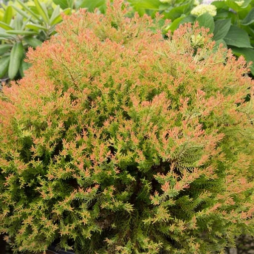 Fast Growing Trees Fire Chief™ Thuja Shrub 5 Fast Growing Trees Fire Chief™ Thuja Shrub