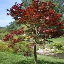 Fast Growing Trees Fireglow Japanese Maple 7 Fast Growing Trees Fireglow Japanese Maple