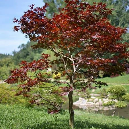 Fast Growing Trees Fireglow Japanese Maple 5 Fast Growing Trees Fireglow Japanese Maple