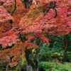 Fast Growing Trees Fireglow Japanese Maple