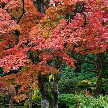 Fast Growing Trees Fireglow Japanese Maple 3 Fast Growing Trees Fireglow Japanese Maple