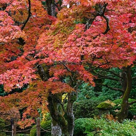 Fast Growing Trees Fireglow Japanese Maple 4 Fast Growing Trees Fireglow Japanese Maple