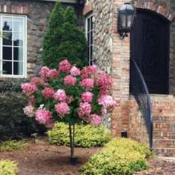 Fast Growing Trees Fire Light® Hydrangea Tree White Flowers