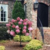 Fast Growing Trees Fire Light® Hydrangea Tree White Flowers