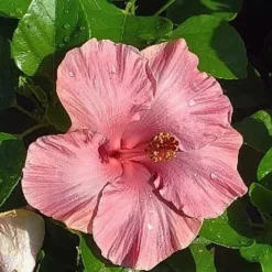Fast Growing Trees First Lady™ Hollywood Hibiscus 9 Fast Growing Trees First Lady™ Hollywood Hibiscus
