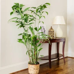 Fast Growing Trees Fishtail Palm Tree