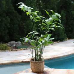 Fast Growing Trees Fishtail Palm Tree