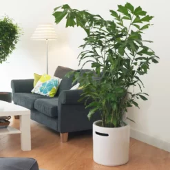 Fast Growing Trees Fishtail Palm Tree