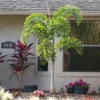 Fast Growing Trees Fishtail Palm Tree