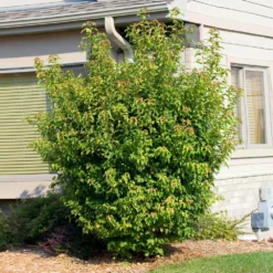 Fast Growing Trees Maple Trees Flame Amur Maple