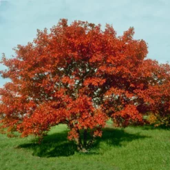 Fast Growing Trees Maple Trees Flame Amur Maple