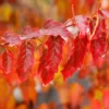Fast Growing Trees Maple Trees Flame Amur Maple 2 Fast Growing Trees Maple Trees Flame Amur Maple