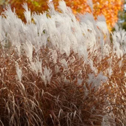 Fast Growing Trees Ornamental Grasses Flame Grass