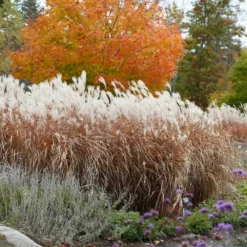 Fast Growing Trees Ornamental Grasses Flame Grass