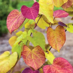 Fast Growing Trees Flame Thrower® Redbud Tree