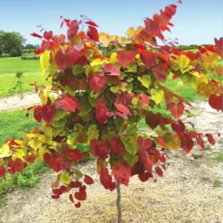 Fast Growing Trees Flame Thrower® Redbud Tree