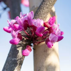 Fast Growing Trees Flame Thrower® Redbud Tree