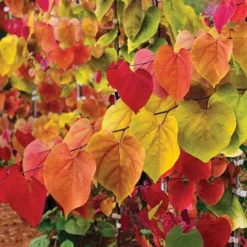 Fast Growing Trees Flame Thrower® Redbud Tree