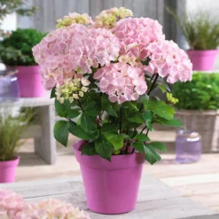 Fast Growing Trees Hydrangea Shrubs Flamingo Hydrangea