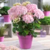 Fast Growing Trees Hydrangea Shrubs Flamingo Hydrangea