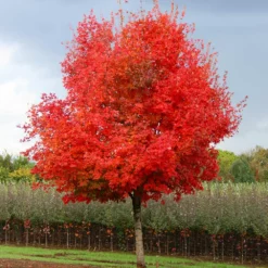 Fast Growing Trees Maple Trees Flashfire Maple Tree 9 Fast Growing Trees Maple Trees Flashfire Maple Tree