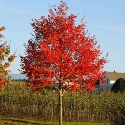 Fast Growing Trees Maple Trees Flashfire Maple Tree 10 Fast Growing Trees Maple Trees Flashfire Maple Tree