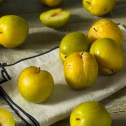 Fast Growing Trees Plum Trees Flavor Queen Pluot®