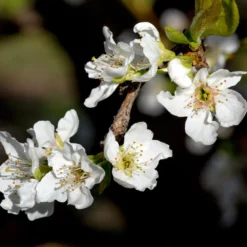 Fast Growing Trees Plum Trees Flavor Queen Pluot®