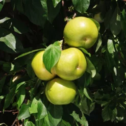 Fast Growing Trees Plum Trees Flavor Queen Pluot®